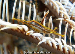 Crystal
Nikon D200,105 micro, twin strobo
Lembeh 2010 by Marchione Giacomo 